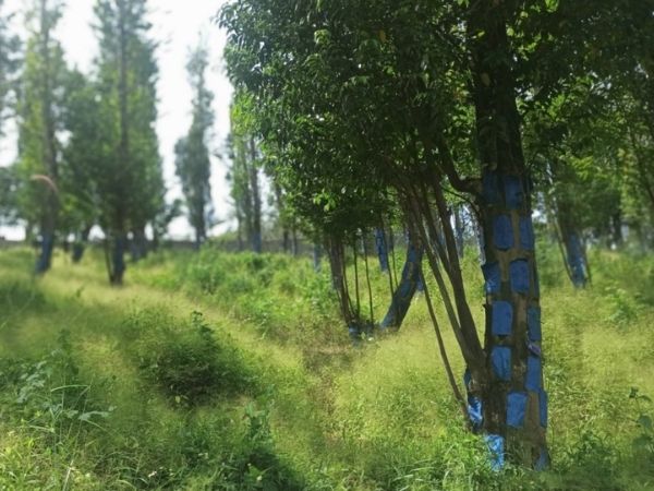 Điều Kiện Lý Tưởng Để Trồng Cây Dó Bầu Tạo Trầm - Cẩm Nang Dành Cho Người Bắt Đầu